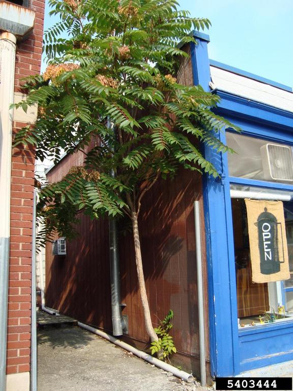 a photograph of a young tree of heaven (ailanthus altissima) growing out of a building foundation in an alley. CC-BY-NC Annemarie Smith, Ohio DNR Division of Forestry, Bugwood.org